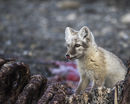 Arctic Fox