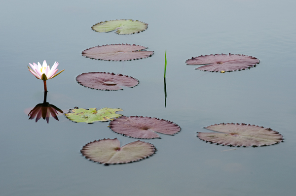 Water lilies