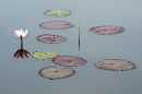 Water lilies