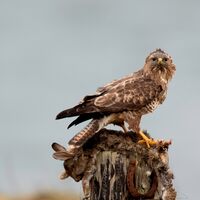 Bzz (41)