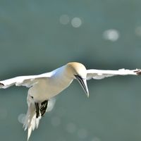 Gannet (1)