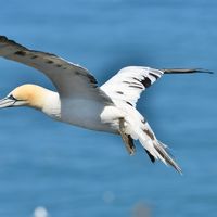Gannet (2)
