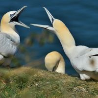 Gannet (3)