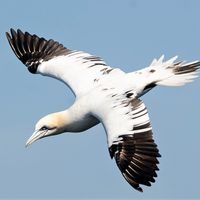 Gannet (4)