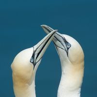 Gannet (5)