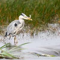 Heron (1)