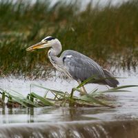 Heron (2)