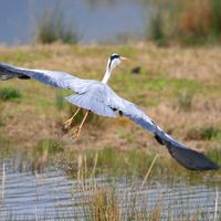 Heron
