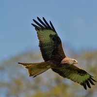 Kites (1)
