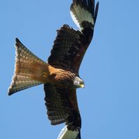 Kites (2)