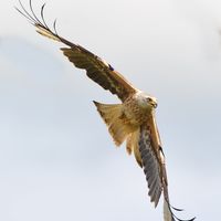 Kites (3)