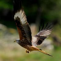 Kites (4)