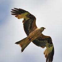 Kites (5)