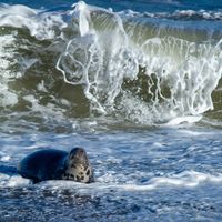 seal