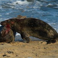Seal