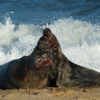 seals