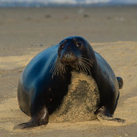 Seal