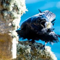 Raven