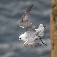Fulmar