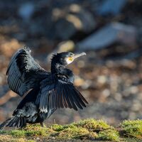 Cormorant