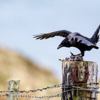 Hooded crow