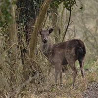 deer (0)