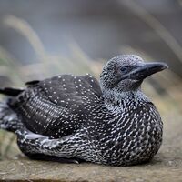 Young Gannet