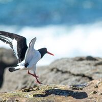 Oyster catcher