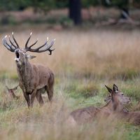 deer (1)