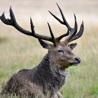 deer (2)