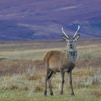 deer (4)