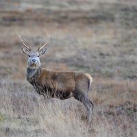 deer (5)