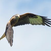kites