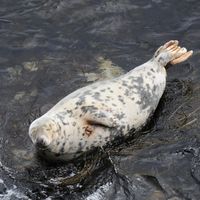 Grey seal