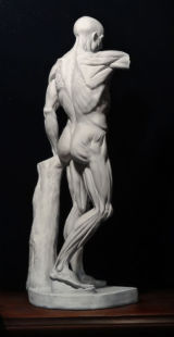 Ecorche (after Houdon)