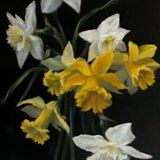 Daffodils