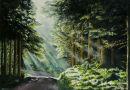 Magical Forest