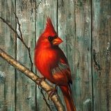 Red Cardinal