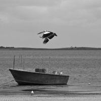 Boat and Pelican