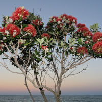 New Zealand Christmas Tree