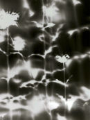 Into the Night Garden