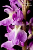 Early Purple Orchid, Orchis mascula, Moor Copse Nature Reserve -0081