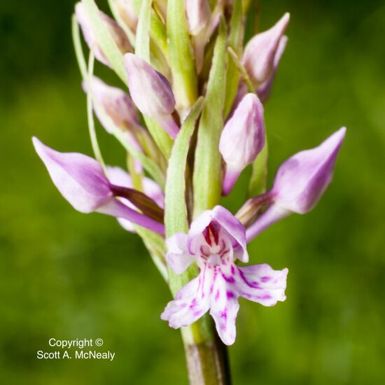 Fragrant Orchid, Gymnadenia conopsea, at Homefield Wood Berks, Bucks & Oxon Wildlife Trust-0106