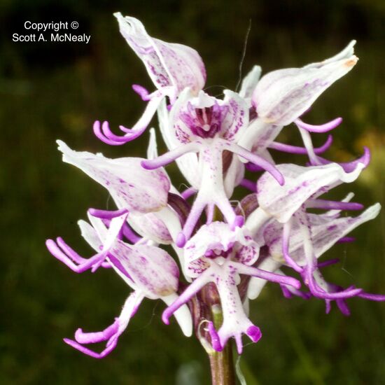 Hartslock Nature Reserve-Lady Orchid x Monkey Orchid, O. purpurea x O. simia,-0026