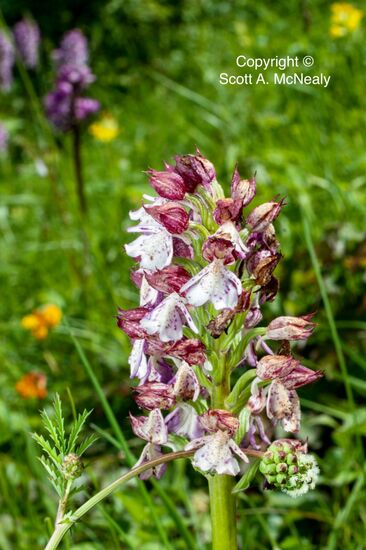 Hartslock Nature Reserve-Lady Orchid x Monkey Orchid, O. purpurea x O. simia,-0056