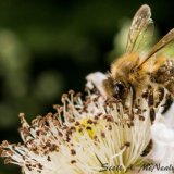 Honey Bee, Apis mellifera