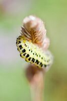 Burnet Moth, Zygaena filipendulae or Zygaena trifolii. caterpillar-