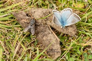 Chalkhill blue, Polyommatus coridon, at Aston Clinton Ragpits BB
