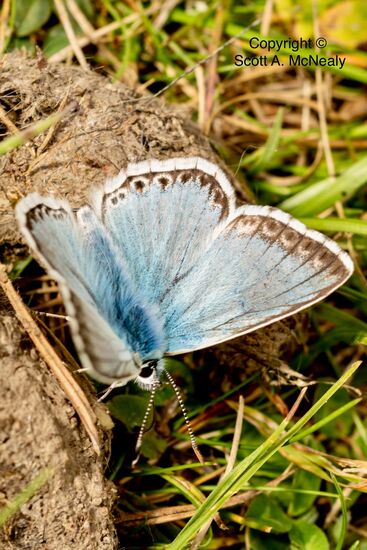 Chalkhill blue, Polyommatus coridon, at Aston Clinton Ragpits BB