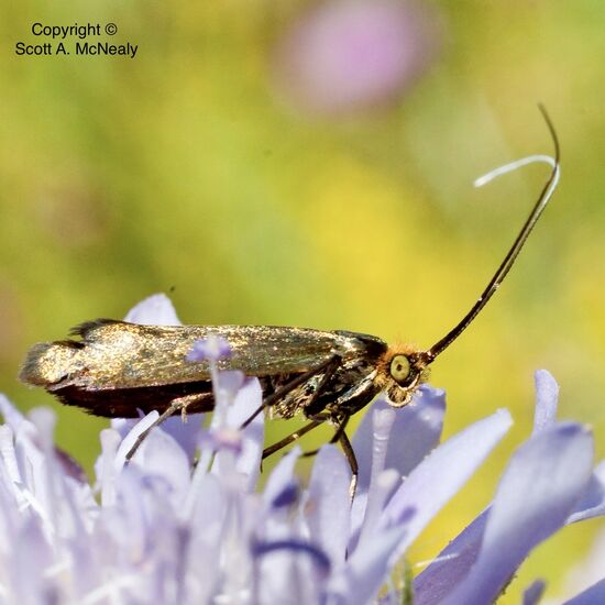 Nemophora metallica, on Field Scabious, Knautia arvensis,